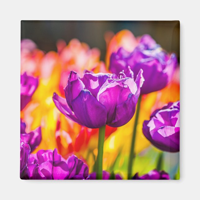 Tulips Enchanting Purple Magnet (Front)