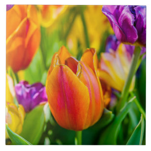 Tulips Enchanting Tile