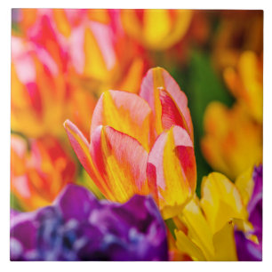 Tulips Enchanting Tile