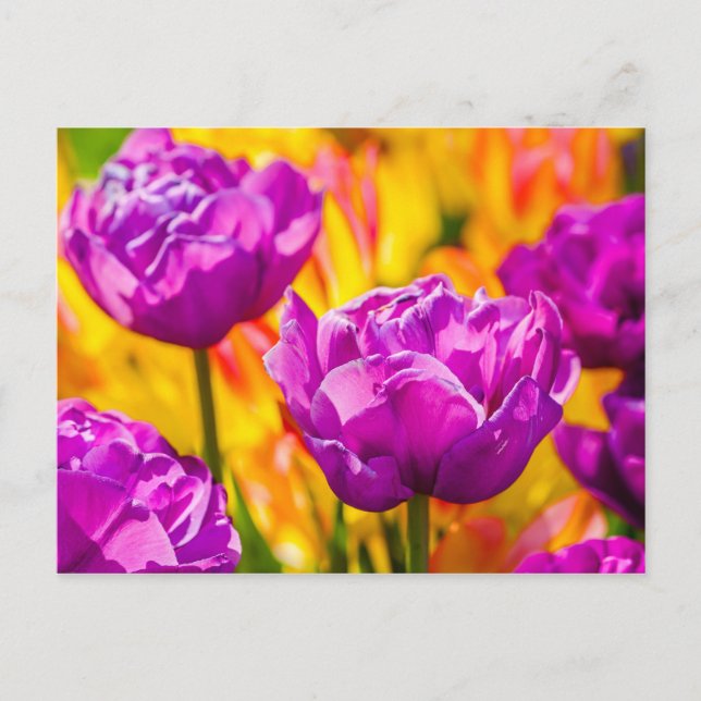 Tulips Enchanting Violet Postcard (Front)