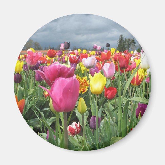 Tulips Field Magnet (Front)