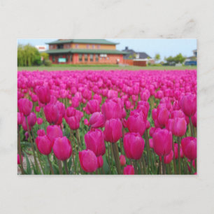 Tulips Field Postcard