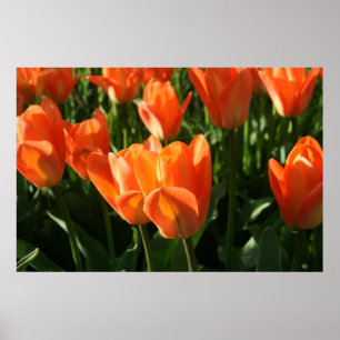 Tulips Fine Art Print