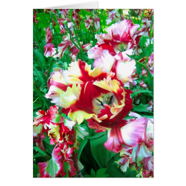 Tulips flower (Front)