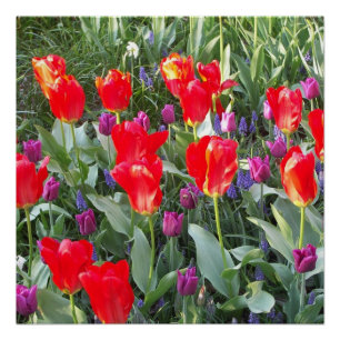 Tulips  Flowers Blossoms Love Destiny Shower Poster