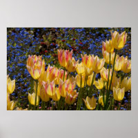 Tulips & Forget-me-nots