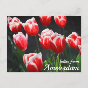 Tulips from Amsterdam Postcard