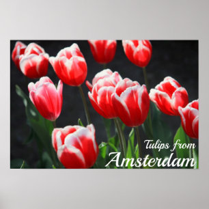 Tulips from Amsterdam Poster