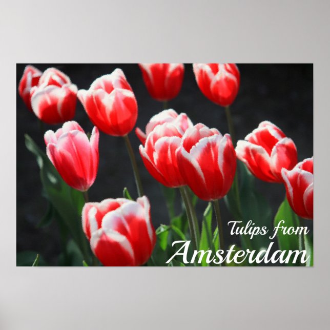 Tulips from Amsterdam Poster (Front)