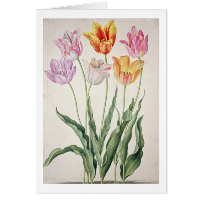 Tulips, from the 'Nassau Florilegium' (w/c on pape (Front)