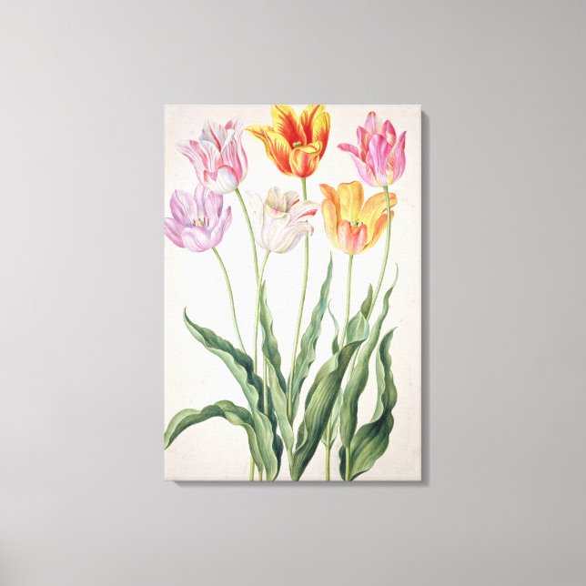 Tulips, from the 'Nassau Florilegium' (w/c on pape Canvas Print (Front)