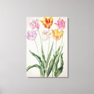 Tulips, from the 'Nassau Florilegium' (w/c on pape Canvas Print