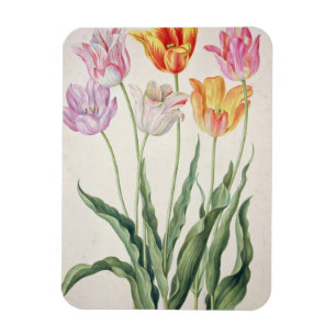 Tulips, from the 'Nassau Florilegium' (w/c on pape Magnet