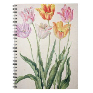 Tulips, from the 'Nassau Florilegium' (w/c on pape Notebook