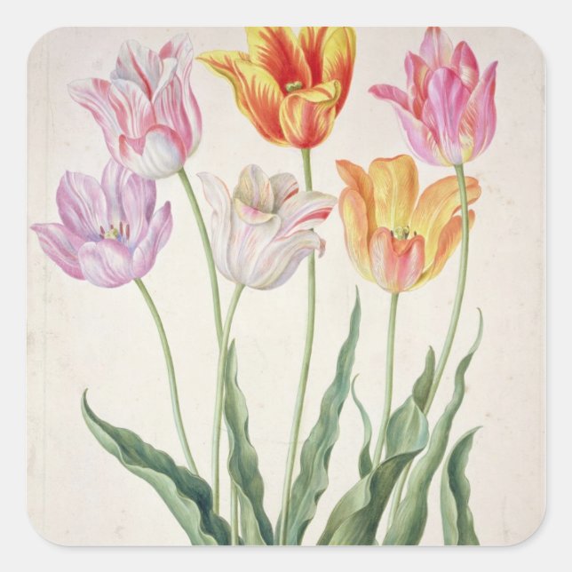 Tulips, from the 'Nassau Florilegium' (w/c on pape Square Sticker (Front)