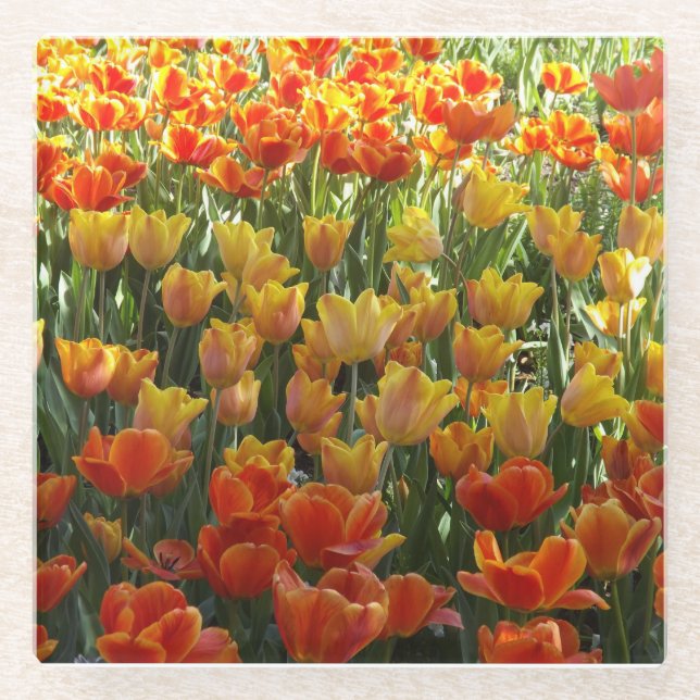 Tulips Glass Coaster (Front)