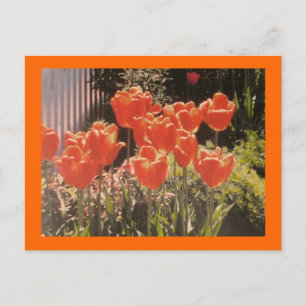 Tulips Grand Postcard