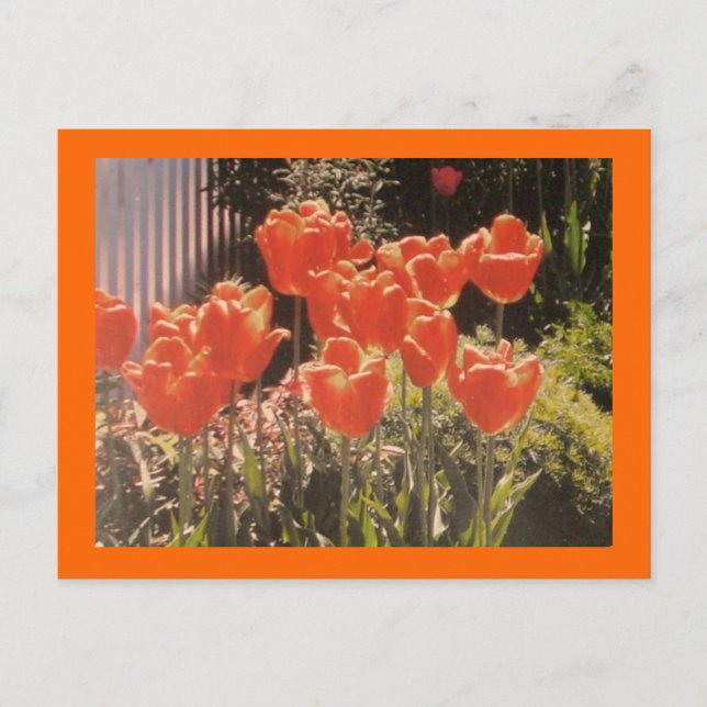Tulips Grand Postcard (Front)