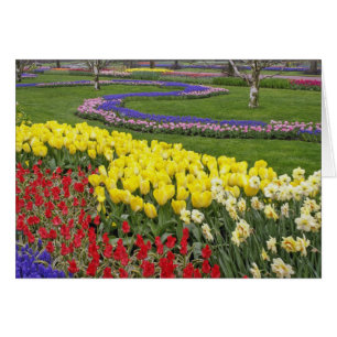 Tulips, Grape Hyacinth, and Daffodils,