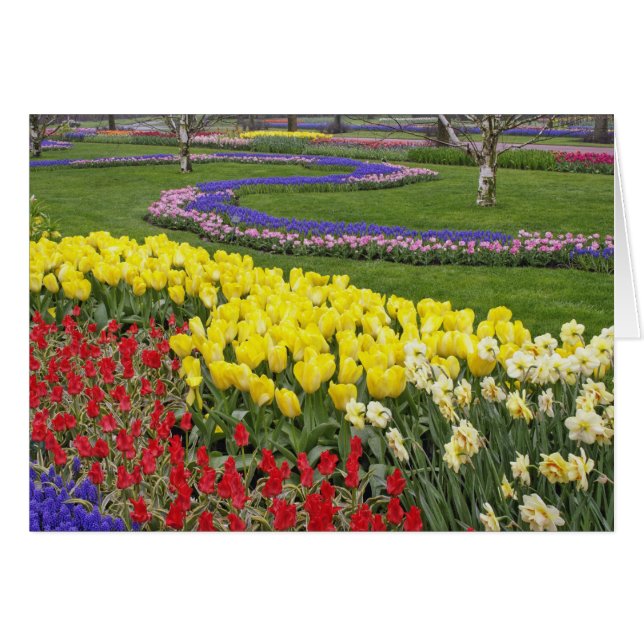 Tulips, Grape Hyacinth, and Daffodils, (Front Horizontal)