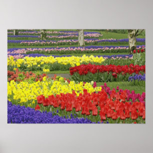 Tulips, Grape Hyacinth, and Daffodils, 2 Poster