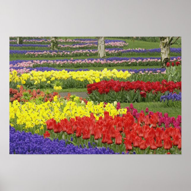 Tulips, Grape Hyacinth, and Daffodils, 2 Poster (Front)