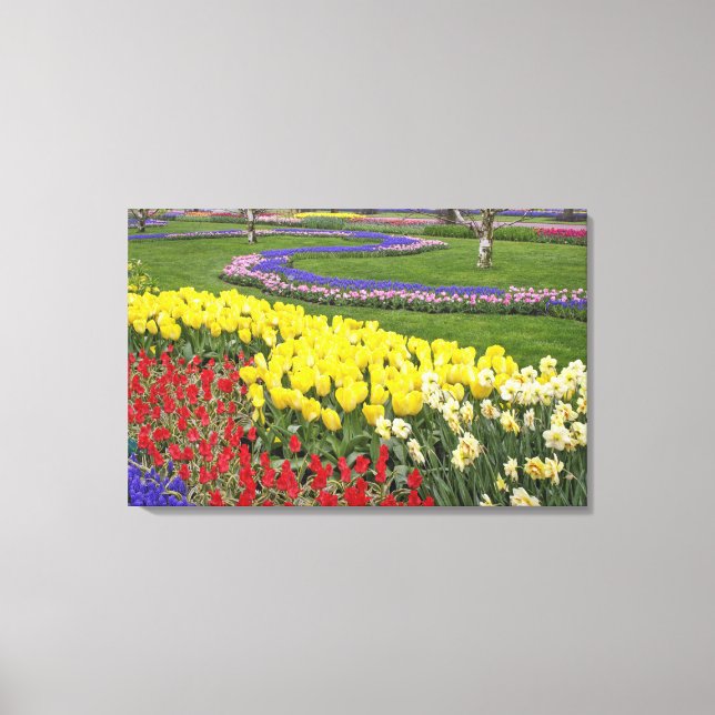 Tulips, Grape Hyacinth, and Daffodils, Canvas Print (Front)