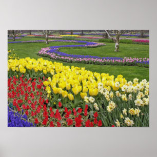 Tulips, Grape Hyacinth, and Daffodils, Poster