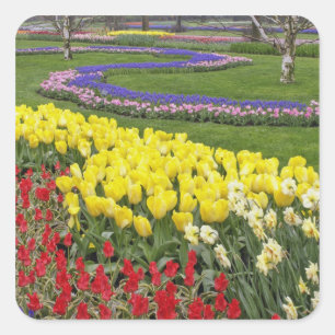 Tulips, Grape Hyacinth, and Daffodils, Square Sticker