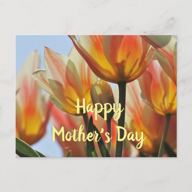 Tulips Happy Mother's Day Postcard (Front)