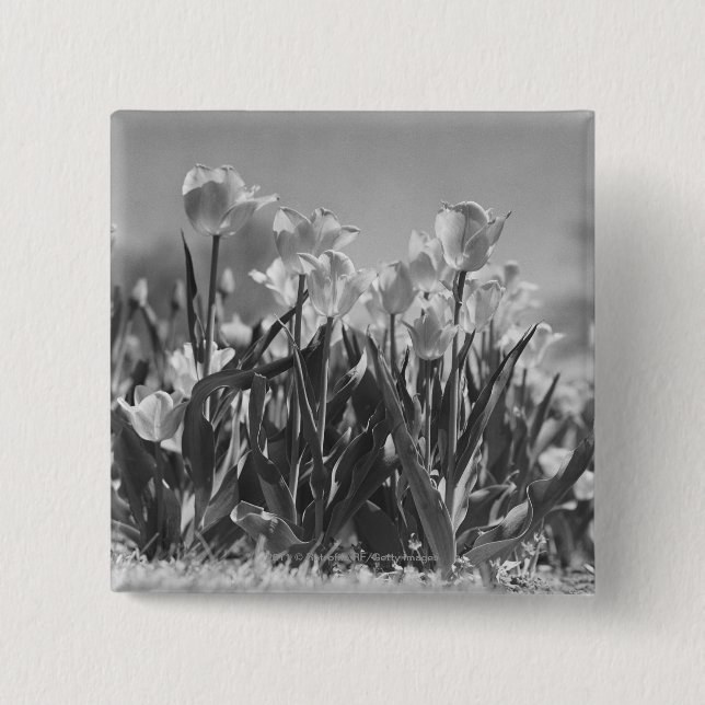 Tulips in bloom 15 cm square badge (Front)