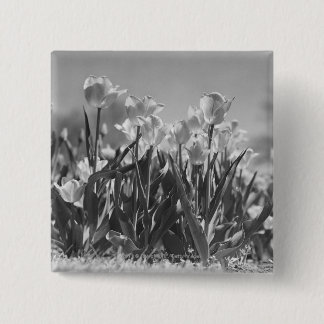 Tulips in bloom 15 cm square badge