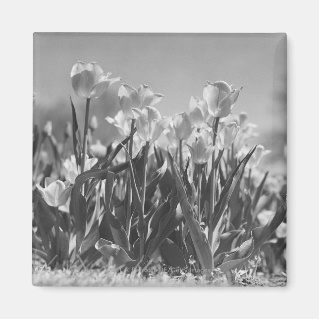 Tulips in bloom magnet (Front)
