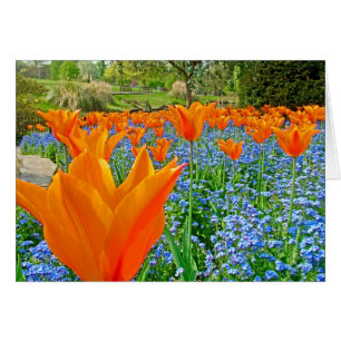 TULIPS IN GOLDERS HILL PARK