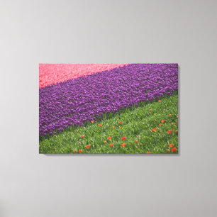 Tulips in Keukenhof Gardens, Amsterdam, 2 Canvas Print