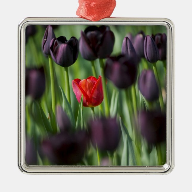 Tulips in Keukenhof Gardens, Amsterdam, Metal Tree Decoration (Front)