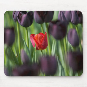 Tulips in Keukenhof Gardens, Amsterdam, Mouse Mat