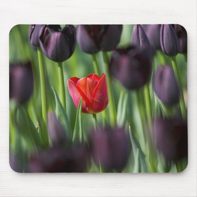 Tulips in Keukenhof Gardens, Amsterdam, Mouse Mat (Front)