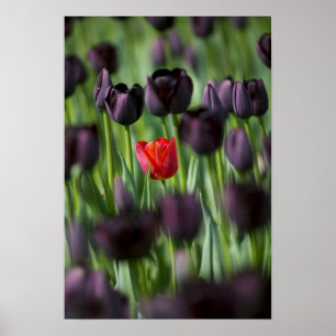Tulips in Keukenhof Gardens, Amsterdam, Poster