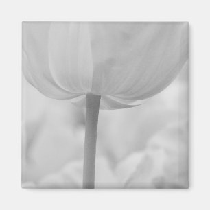 Tulips in Keukenhof Gardens, Holland. Magnet