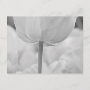 Tulips in Keukenhof Gardens, Holland. Postcard