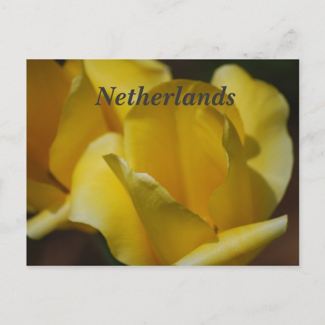 Tulips in the Netherlands Postcard (Front)
