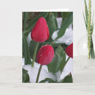 Tulips in the snow card