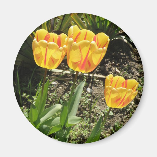 Tulips in the sun Magnet (Front)
