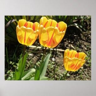 Tulips in the sun Print