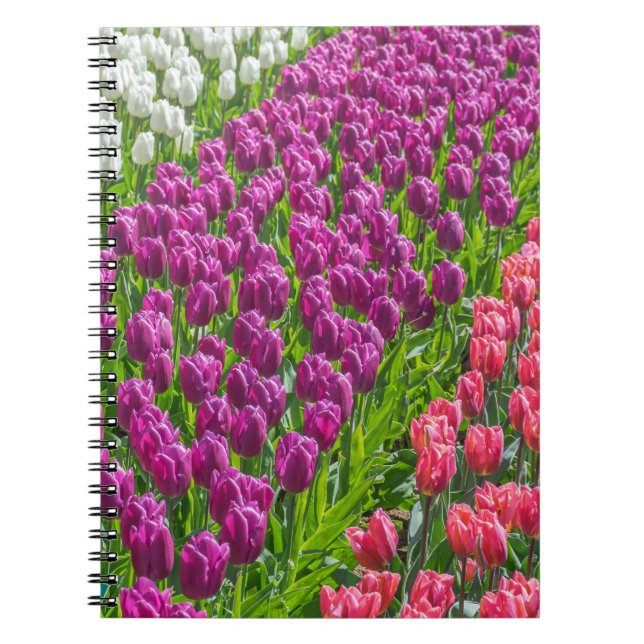 Tulips in three colors notebook (Front)