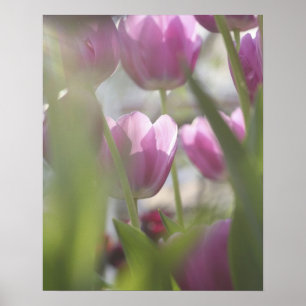 Tulips, Keukenhoff Gardens, Netherlands. Poster