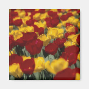 Tulips Magnet