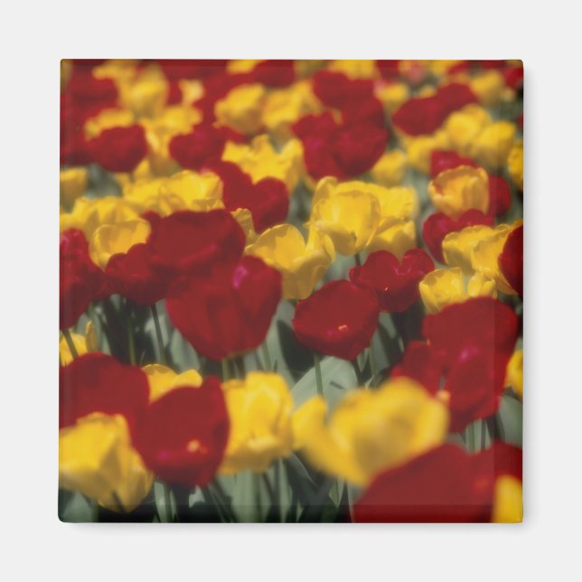 Tulips Magnet (Front)