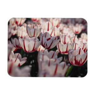 Tulips Magnet